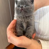 Exotic Shorthair - 3 femmine