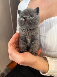 Exotic Shorthair - 3 femmine