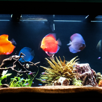 Acquario 500 LT Juwel Rio