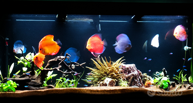 Acquario 500 LT Juwel Rio