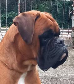 Boxer per monta
