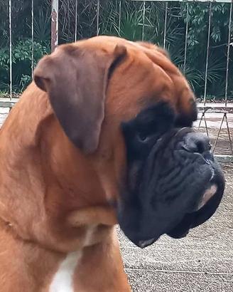 Boxer per monta