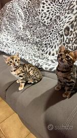 Gatto bengala femmine