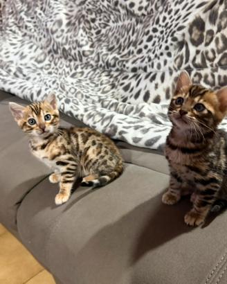 Gatto bengala femmine