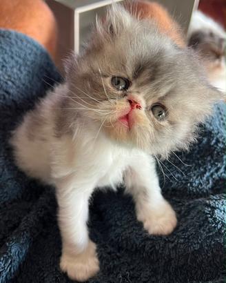 Cucciolo persiano