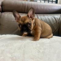 Cuccioli di Bulldog francese Fulvi Red