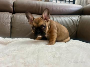 Cuccioli di Bulldog francese Fulvi Red