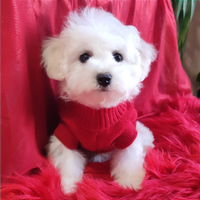 Dolcissimi Cuccioli Bichon à poil Frisé