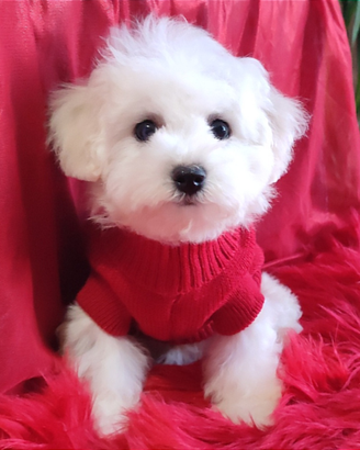 Dolcissimi Cuccioli Bichon à poil Frisé