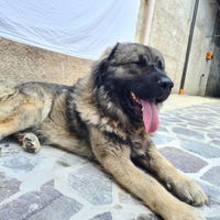 Pastore del caucaso per monta