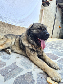 Pastore del caucaso per monta