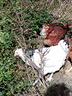 galline-ovaiole-di-diverse-razze