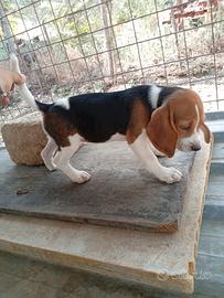 Cucciola di Beagle