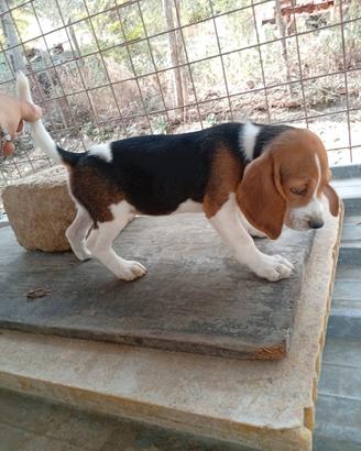 Cucciola di Beagle
