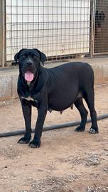 Cuccioli cane corso