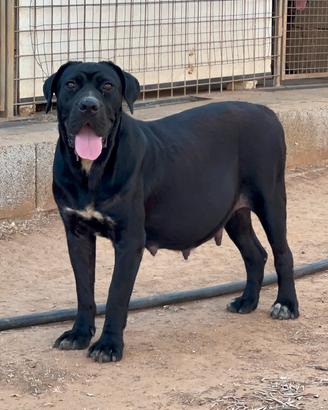 Cuccioli cane corso
