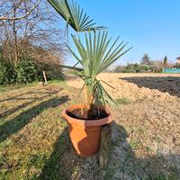 rachycarpus Fortunei Palma a ventaglio cinese