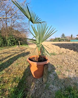 rachycarpus Fortunei Palma a ventaglio cinese