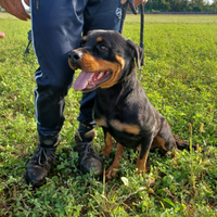 Rottweiler Femmina