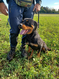 Rottweiler Femmina
