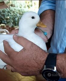 Coppia anatra call duck 2026