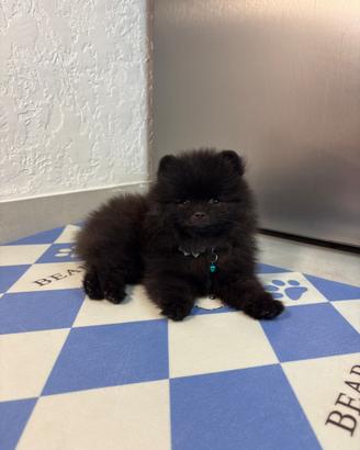 Spitz nano pomerania TOY Total Black NERO 2 mesi