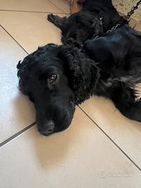 Cuccioli Cocker