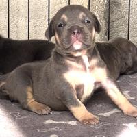 American Bully POCKET