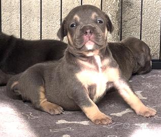 American Bully POCKET