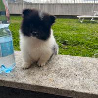 Ultima cucciola di volpino spitz nano