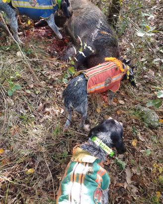 cane da cinghiale 