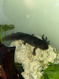 Axolotil pesci acquario