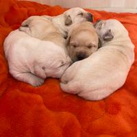 Cuccioli di Labrador