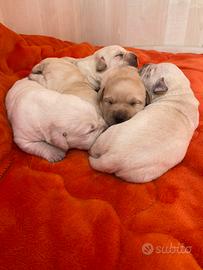 Cuccioli di Labrador