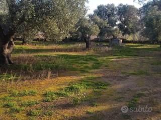 Terreno ulivi - Vista 5