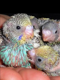 Pulli di cocoriti da allevare a mano