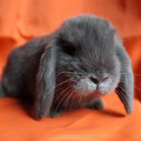 Cuccioli Coniglio Ariete Nano