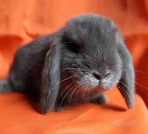 Cuccioli Coniglio Ariete Nano