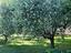 Immagine 11
