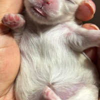 Maltese coreano Toy