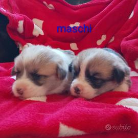 Welsh Corgi Pembroke cuccioli