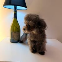 Barboncino Teacup asiatico femmina 9 mesi 16cm