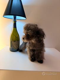 Barboncino Teacup asiatico femmina 9 mesi 16cm