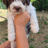 Cuccioli Lagotto romagnolo