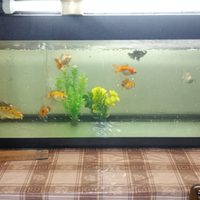 Aquario più 1 carpa koi Butterfly e 10 orande