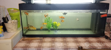 Aquario più 1 carpa koi Butterfly e 10 orande