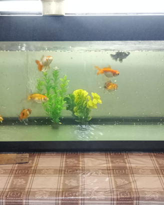 Aquario più 1 carpa koi Butterfly e 10 orande