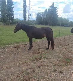 Cavallina