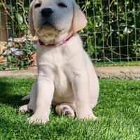 Cuccioli di labrador retriever