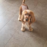 Cocker spaniel da monta